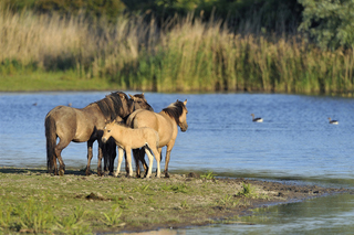 Illustration for article titled A park in the Netherlands that recreates the Pleistocene